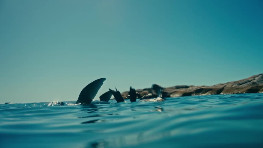 Slow motion shot from the water's surface shows a raft of seals floating peacefully with their flippers in the air