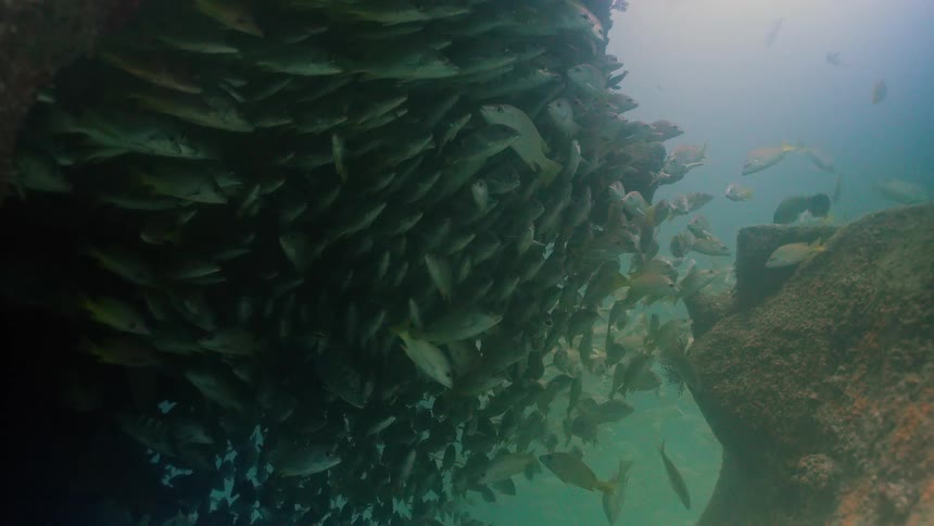 A massive school of fish shelters in the shadows under a rocky underwater overhang