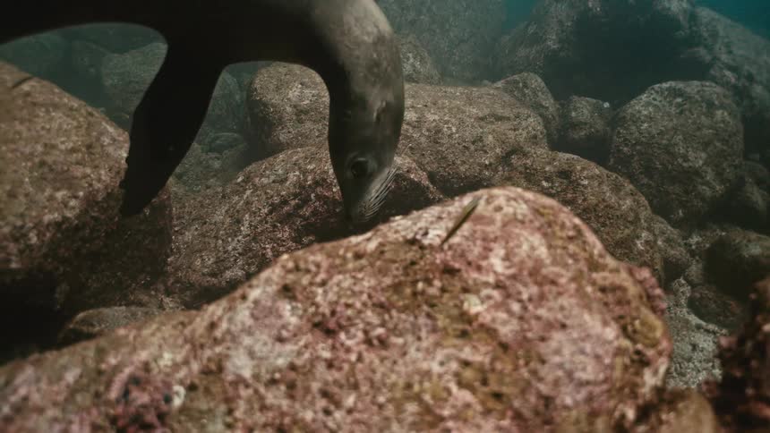A graceful sea lion explores the rocky seabed, foraging for food in the deep blue ocean
