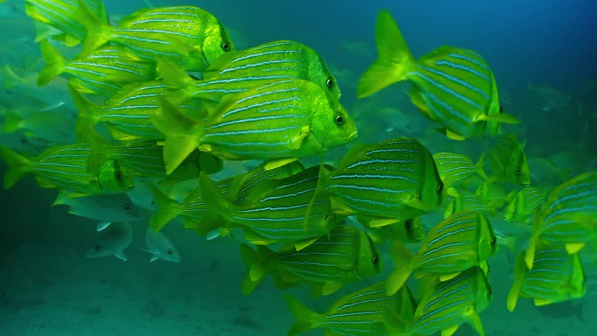 A vibrant school of yellow and blue striped Panamic porkfish swims peacefully together in the ocean