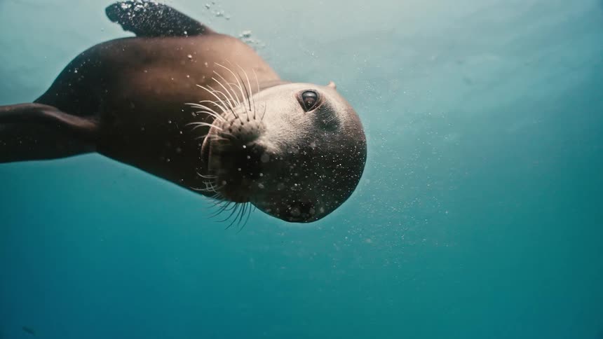 A curious sea lion gracefully blows bubbles as it swims towards the camera in super slow motion underwater