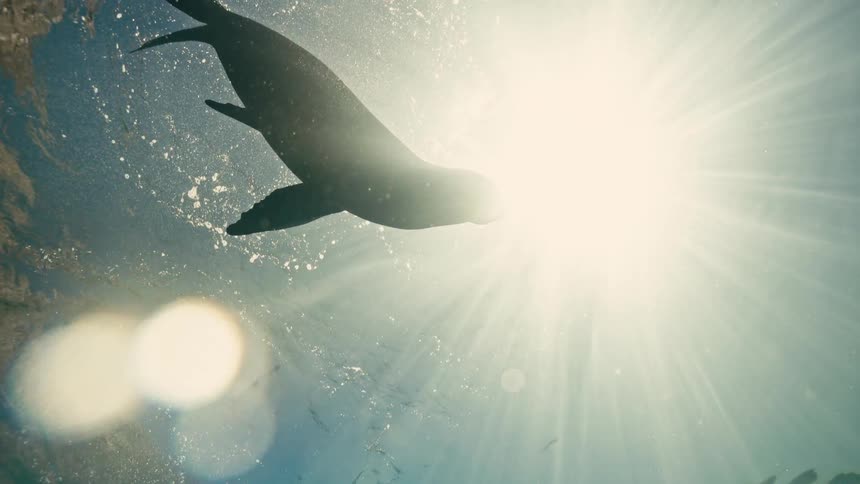 An underwater view from below shows a sea lion silhouette floating serenely at the surface as bright sunbeams shine through the water