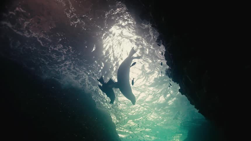 A mother sea lion and her pup are silhouetted against the sun as they swim gracefully out of an underwater cave