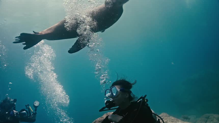 A curious sea lion playfully swims down to a scuba diver and interacts with their exhaled bubbles in clear blue water