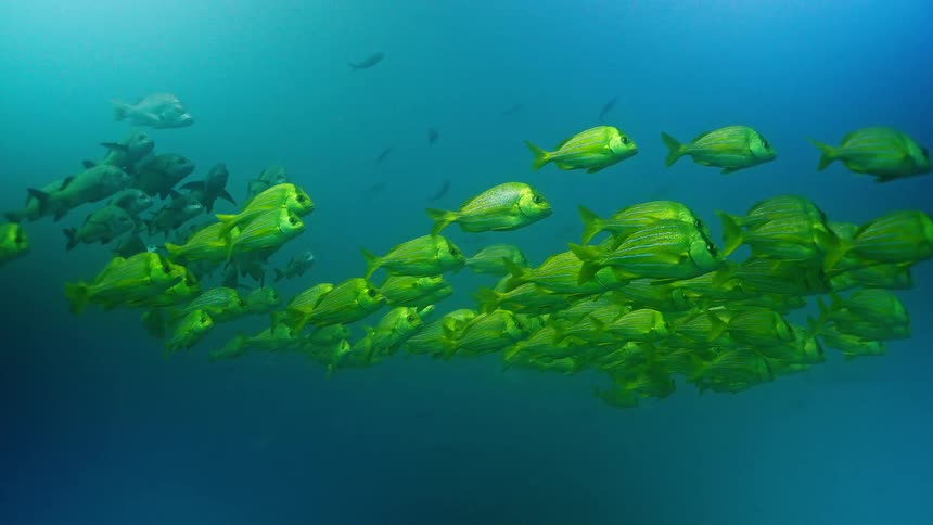 A large school of vibrant yellow fish swims calmly in the deep blue ocean water