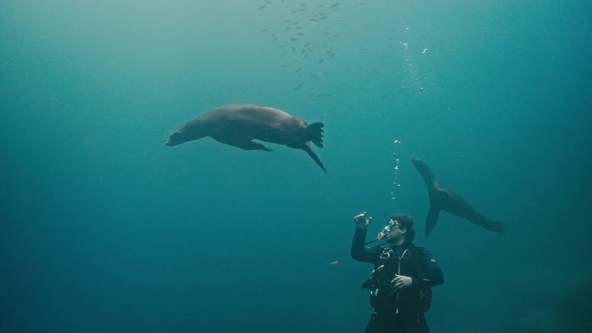 A scuba diver waves at a large sea lion as it gracefully swims past in the turquoise ocean water