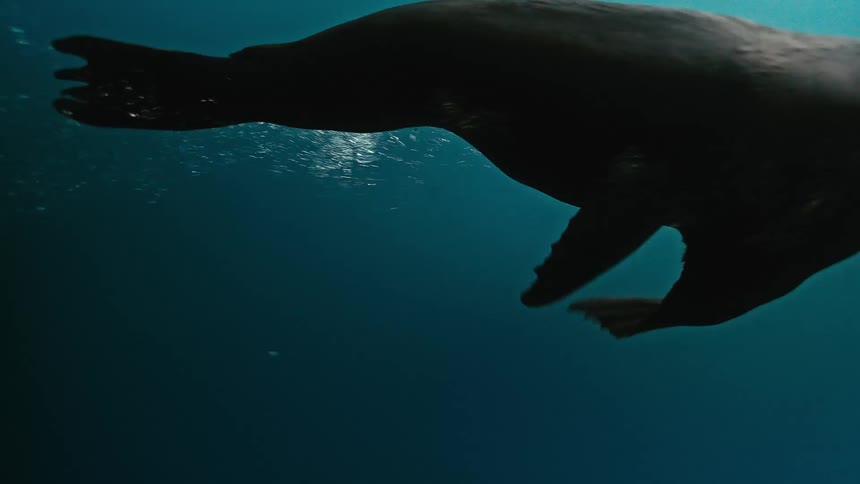 A majestic sea lion glides gracefully through the deep blue ocean, blowing bubbles as it ascends towards the light in slow motion