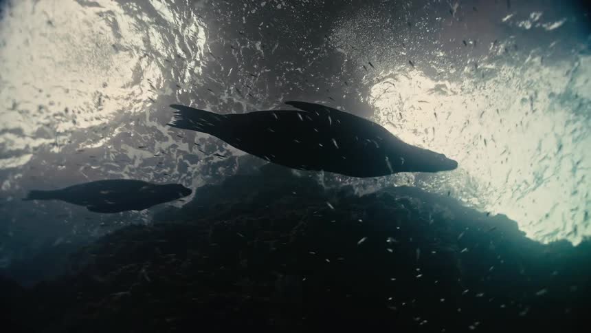 A stunning low-angle underwater shot captures the silhouettes of two seals swimming in slow motion through a school of tiny fish