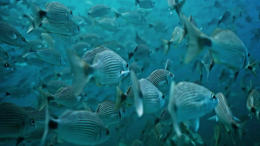 Hundreds of silver striped fish float together in a large, static school underwater