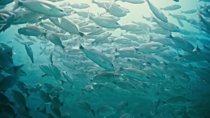 An immense school of silvery fish swims calmly together in the vast blue ocean