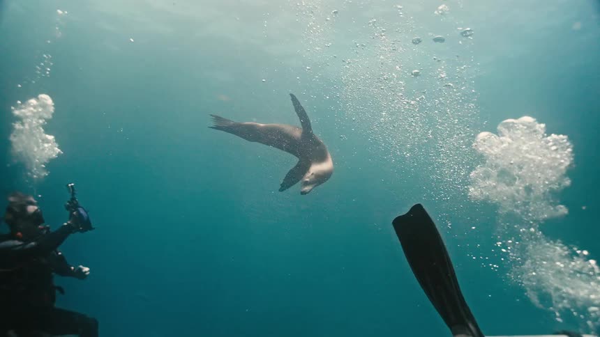 A graceful sea lion swims in slow motion past a scuba diver videographer in the deep blue ocean