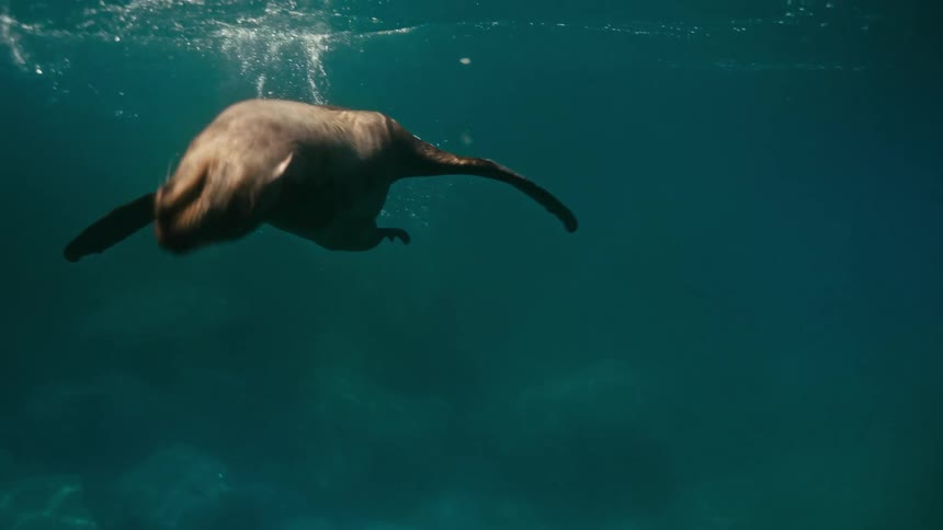 A majestic sea lion glides gracefully through the deep teal water in slow motion, swimming away from the camera