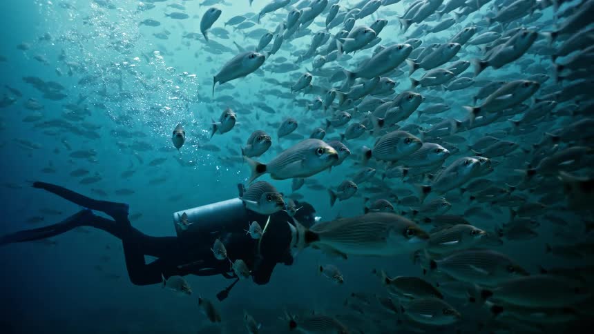 A scuba diver peacefully swims through a massive school of fish in the deep blue ocean