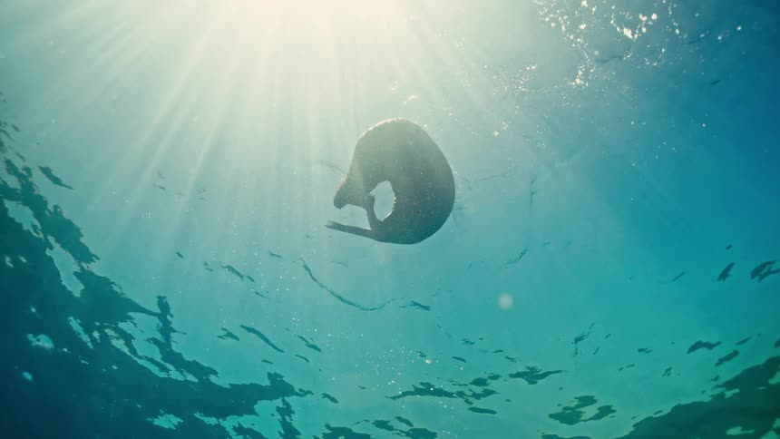 A silhouetted sea lion playfully curls up while floating at the surface of the clear blue ocean, illuminated by brilliant sun rays from above