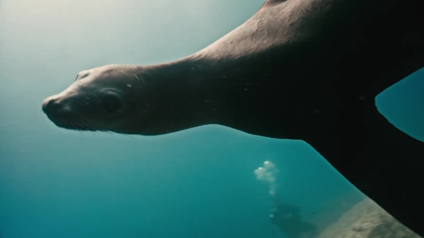 A majestic sea lion gracefully swims towards the camera in slow motion, its silhouette gliding through sunlit turquoise water before disappearing behind bubbles