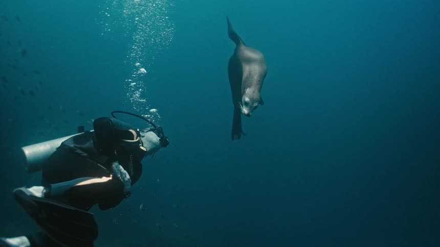 A curious sea lion gracefully swims towards a scuba diver in the deep blue ocean in slow motion