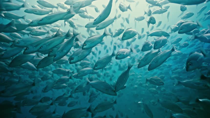 A massive school of fish hovers peacefully in the deep blue ocean as light shines down from the surface