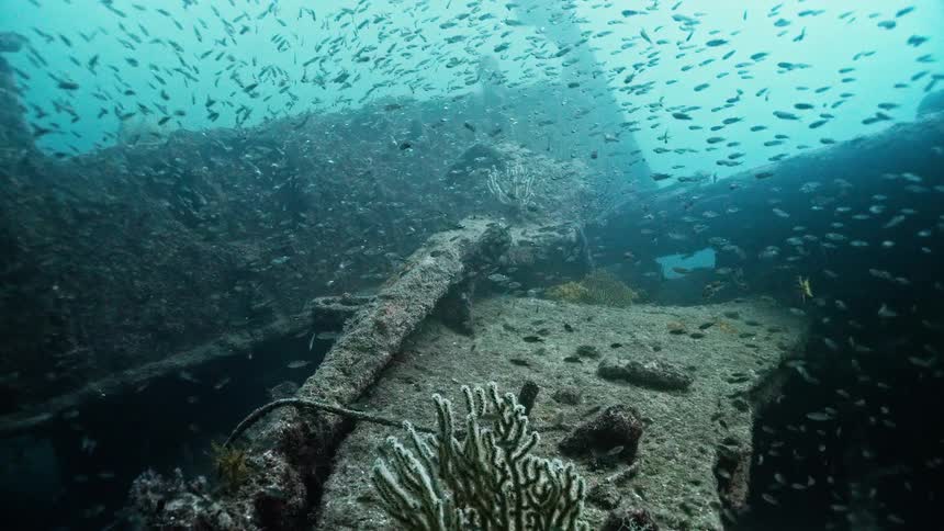 A large school of tiny fish swarms around a decaying shipwreck teeming with marine life on the ocean floor