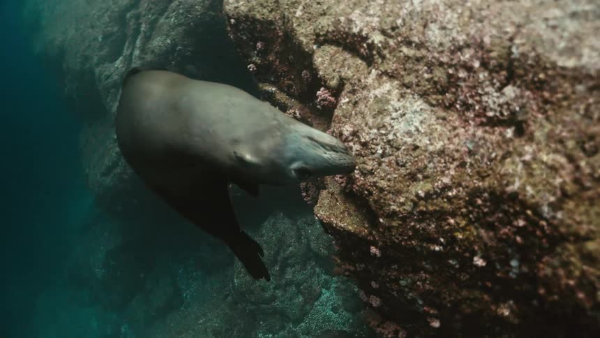 A curious sea lion gracefully swims towards a rocky underwater cliff face in the deep blue ocean