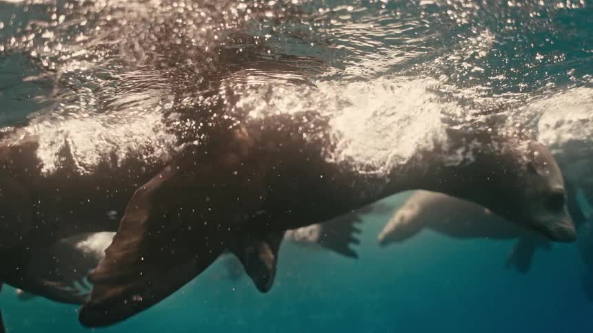 A serene sea lion floats at the water's surface, blowing bubbles before gracefully swimming away with its pod in slow motion