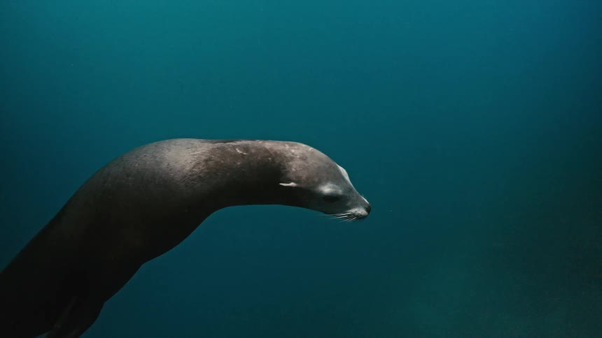 A curious sea lion gracefully glides through the deep blue water, exhaling bubbles as it swims towards the camera in slow motion