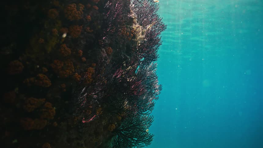 Sunbeams illuminate a stunning underwater rock wall covered in dark, feathery coral, gently swaying in the turquoise ocean