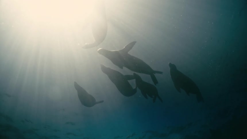 A pod of sea lions gracefully swim together underwater, silhouetted by the sun's rays shining through the deep blue ocean