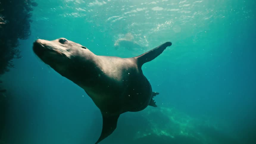 A majestic sea lion glides gracefully towards the camera in a serene underwater slow-motion scene
