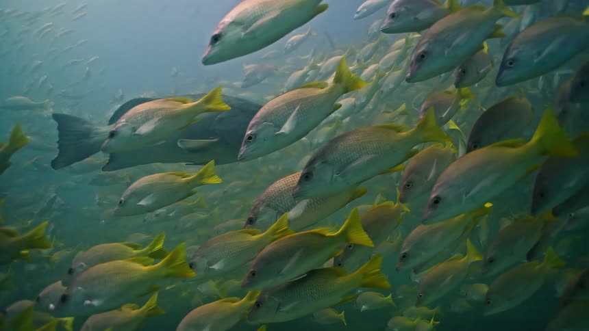 An immense school of yellowtail snappers and a grouper drift peacefully in the calm ocean water