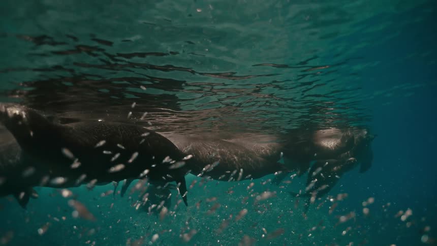 Tranquil underwater slow-motion shot of a pod of sea lions floating at the surface of the ocean