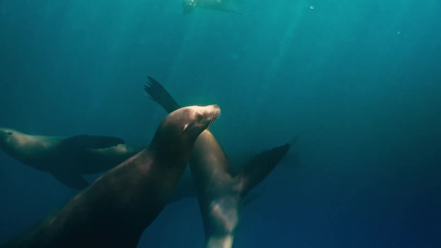 A group of majestic sea lions glides gracefully through sunlit deep blue waters