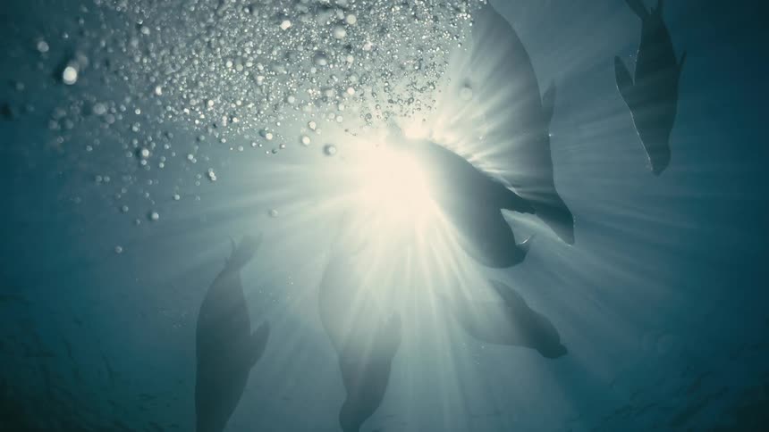 A group of silhouetted sea lions swims peacefully underwater as bright sun rays pierce through the surface, creating a beautiful and ethereal scene