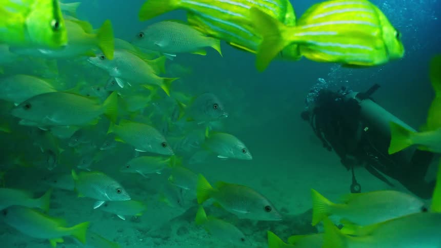 A scuba diver swims alongside a large, vibrant school of yellow striped fish in the deep green waters of the ocean
