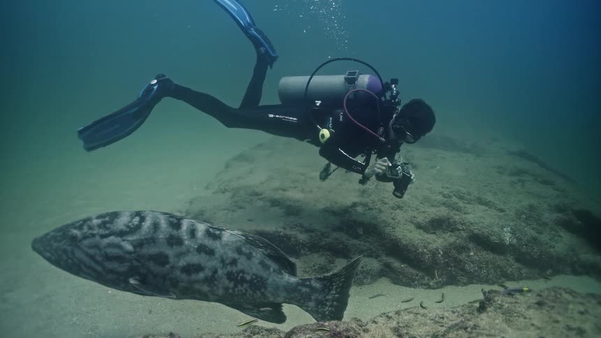 A scuba diver with a camera slowly approaches a large Malabar grouper resting camouflaged on the sandy and rocky ocean floor