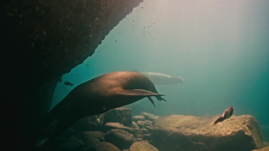 Majestic sea lions glide slowly through sunlit water over a rocky ocean floor, accompanied by small fish