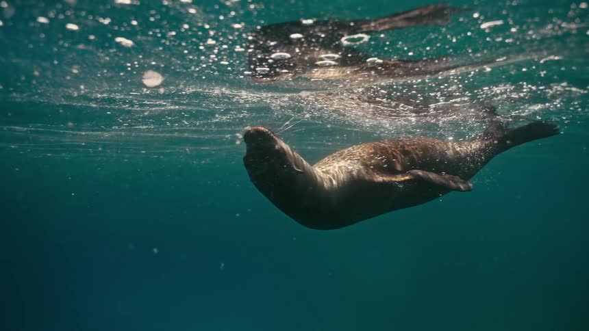 A graceful sea lion glides just below the surface of the clear blue water in slow motion