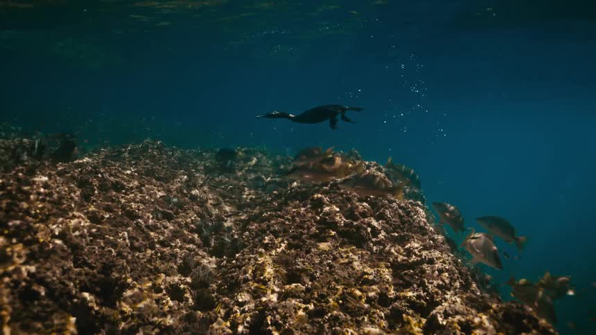 A cormorant gracefully glides underwater in slow motion, swimming past schools of fish over a rocky ocean reef