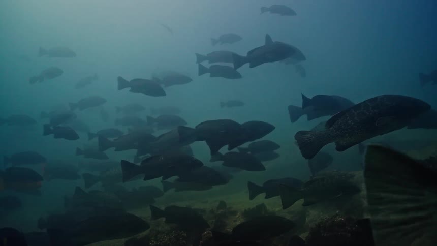 A large school of grouper and other fish hover silently in the murky, deep ocean water