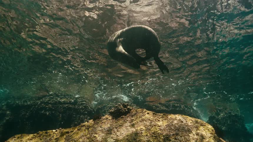 A majestic sea lion gracefully floats in slow motion beneath the ocean's surface, illuminated by sunlight filtering through the water