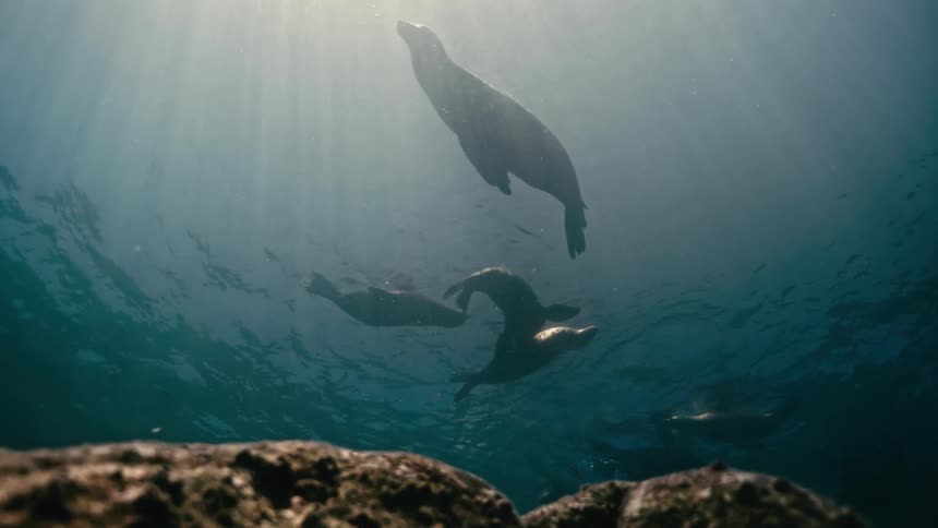 From a rocky sea floor, a pod of sea lions gracefully float near the surface as sun rays pierce the deep blue water