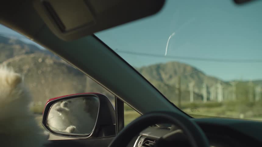 A fluffy white Pomeranian dog enjoys the wind while riding in a car past a desert wind farm and mountains