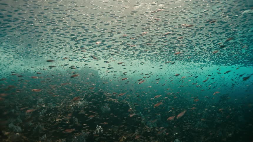 An immense school of tiny fish swarms under the sunlit surface of the turquoise ocean waters