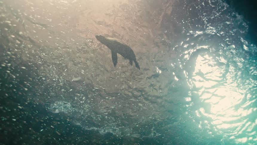 Slow motion underwater view from below of a seal floating at the surface, silhouetted by bright sunlight and surrounded by a school of fish
