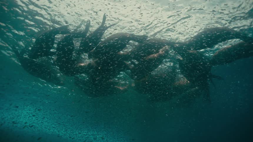 A raft of sea lions rests at the ocean's surface, viewed from below in a beautiful underwater scene teeming with krill