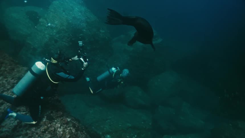 Two scuba divers, one a photographer, watch a curious sea lion swim past a rocky underwater reef