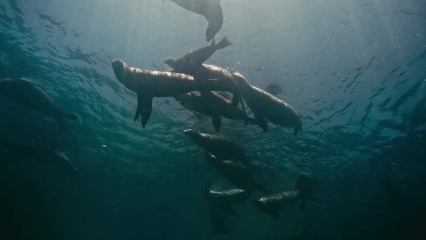 A majestic pod of sea lions floats serenely near the surface, silhouetted by beautiful sun rays piercing the deep blue water