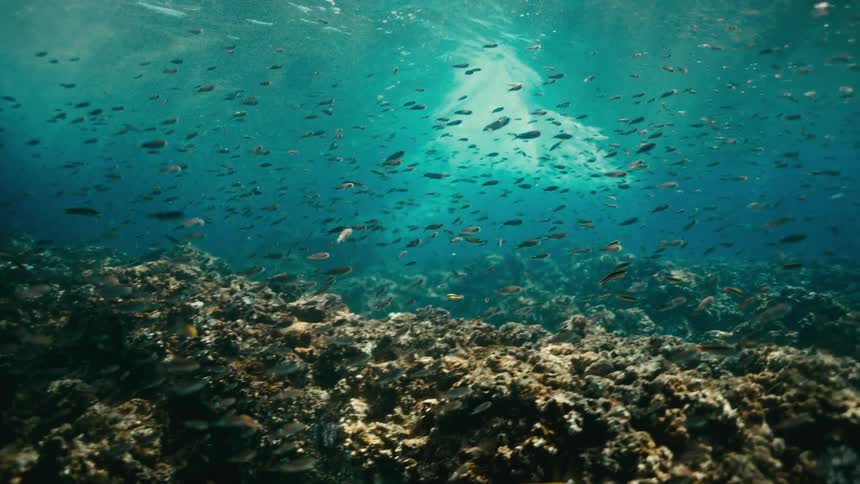 A massive school of small fish swims gracefully over a sunlit coral reef in the clear turquoise ocean