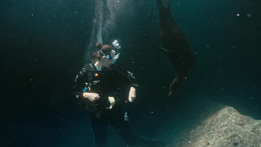 A female scuba diver watches in awe as a playful sea lion swims upside down towards her in the deep ocean