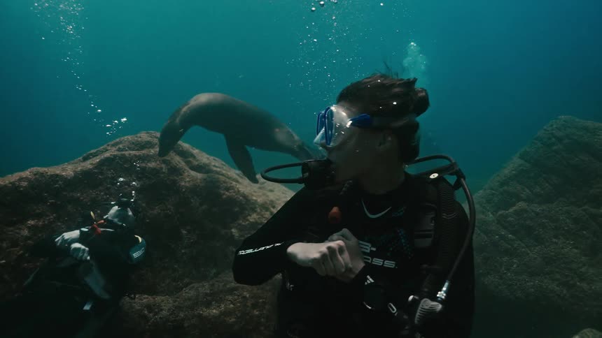 Scuba divers watch in awe as a playful sea lion swims gracefully and blows bubbles in the deep blue ocean