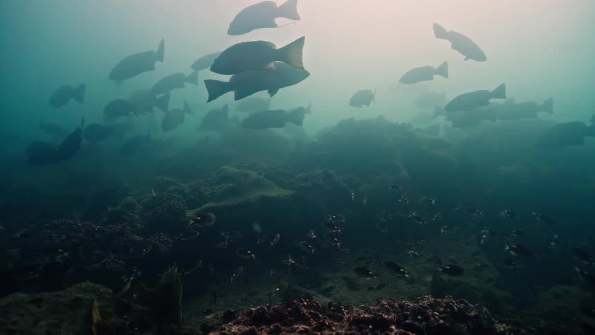 Mysterious schools of fish drift slowly through hazy, sunlit green water above a rocky ocean floor
